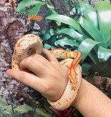 Magazoo Serpent des blés Tessera albino Femelle 1.5 ans