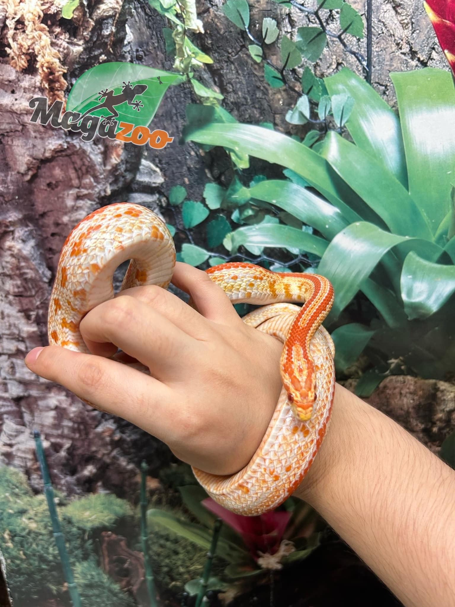 Magazoo Tessera albino Female Corn snake 1.5 years old