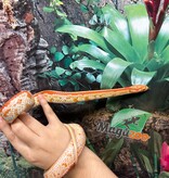 Magazoo Tessera albino Female Corn snake 1.5 years old