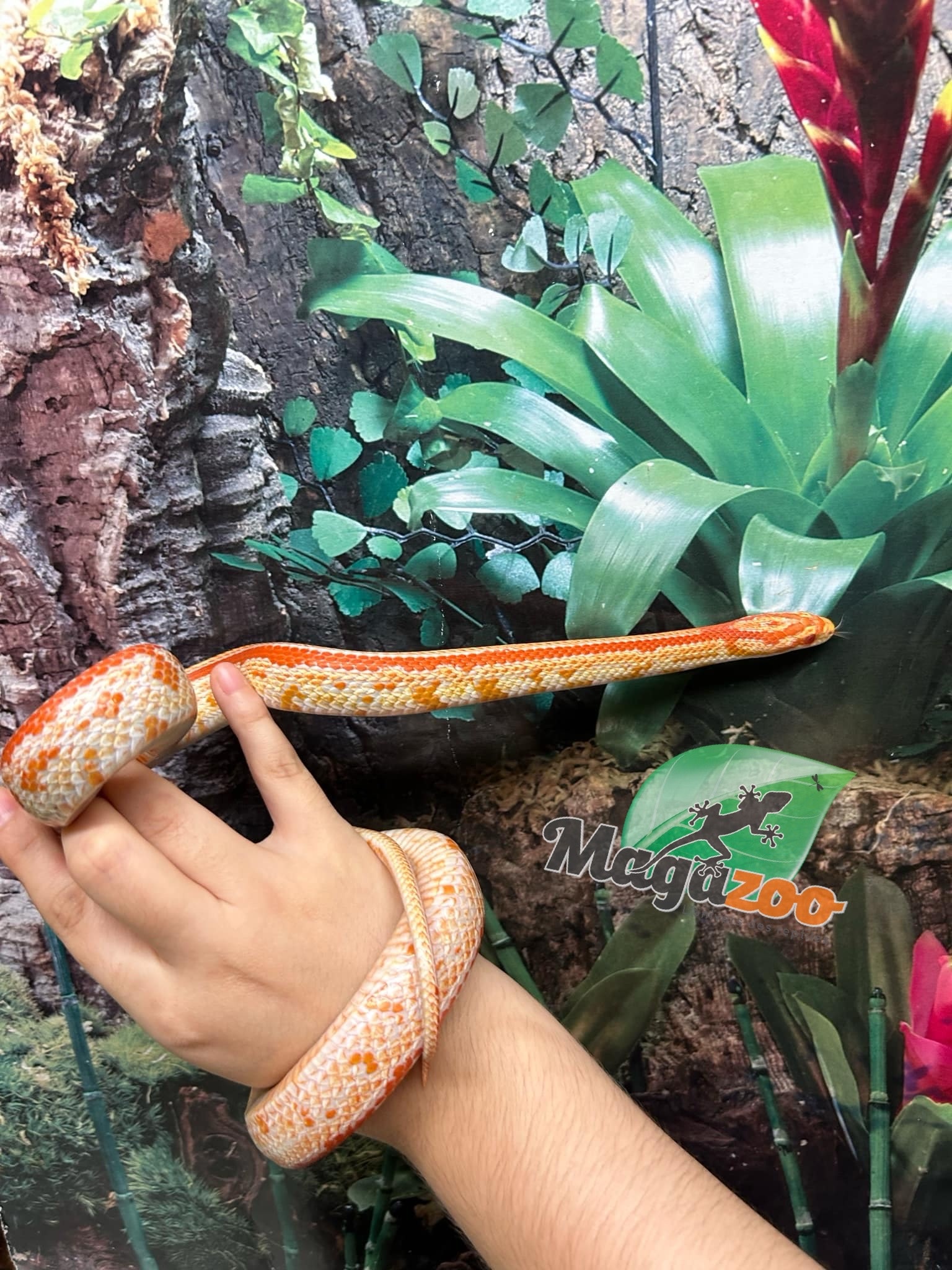 Magazoo Tessera albino Female Corn snake 1.5 years old