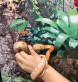 Magazoo Tessera albino Female Corn snake 1.5 years old