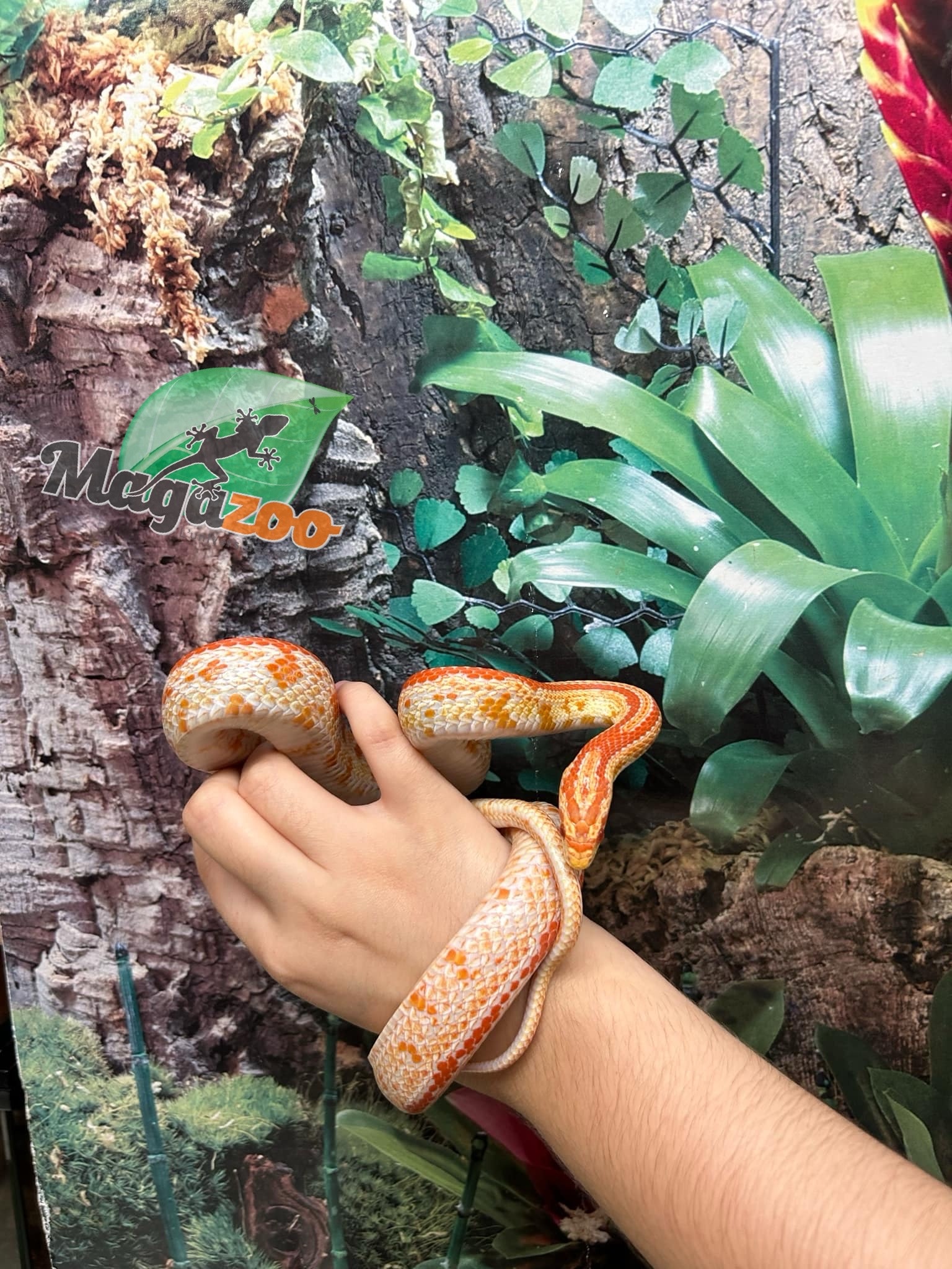 Magazoo Tessera albino Female Corn snake 1.5 years old