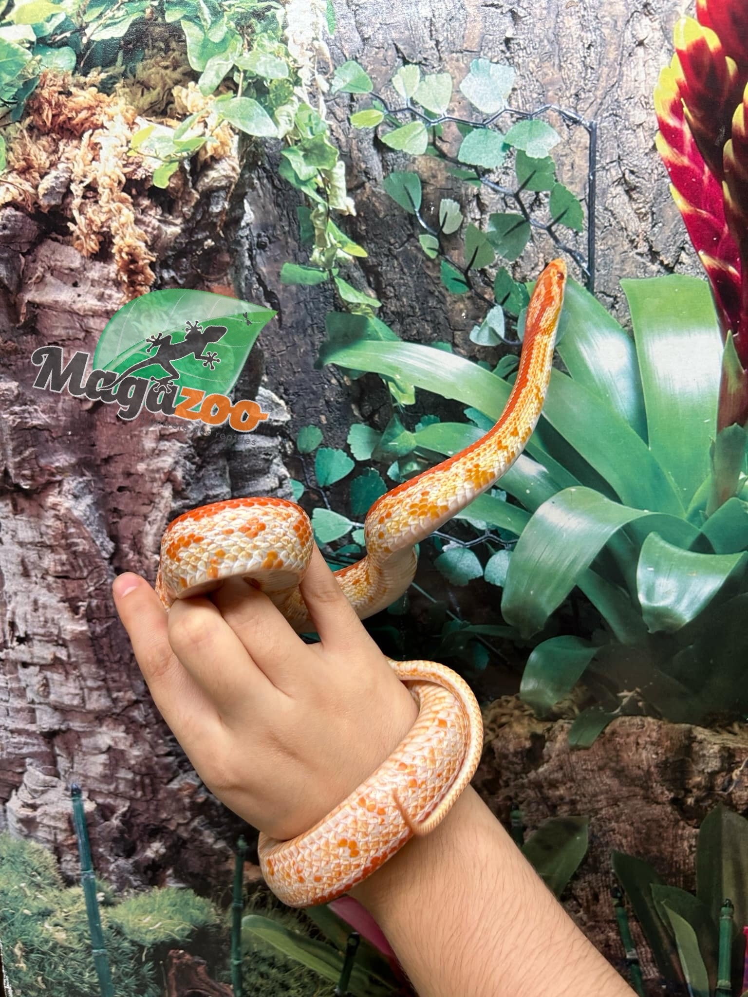 Magazoo Tessera albino Female Corn snake 1.5 years old