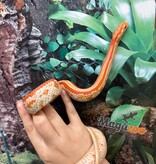 Magazoo Tessera albino Female Corn snake 1.5 years old