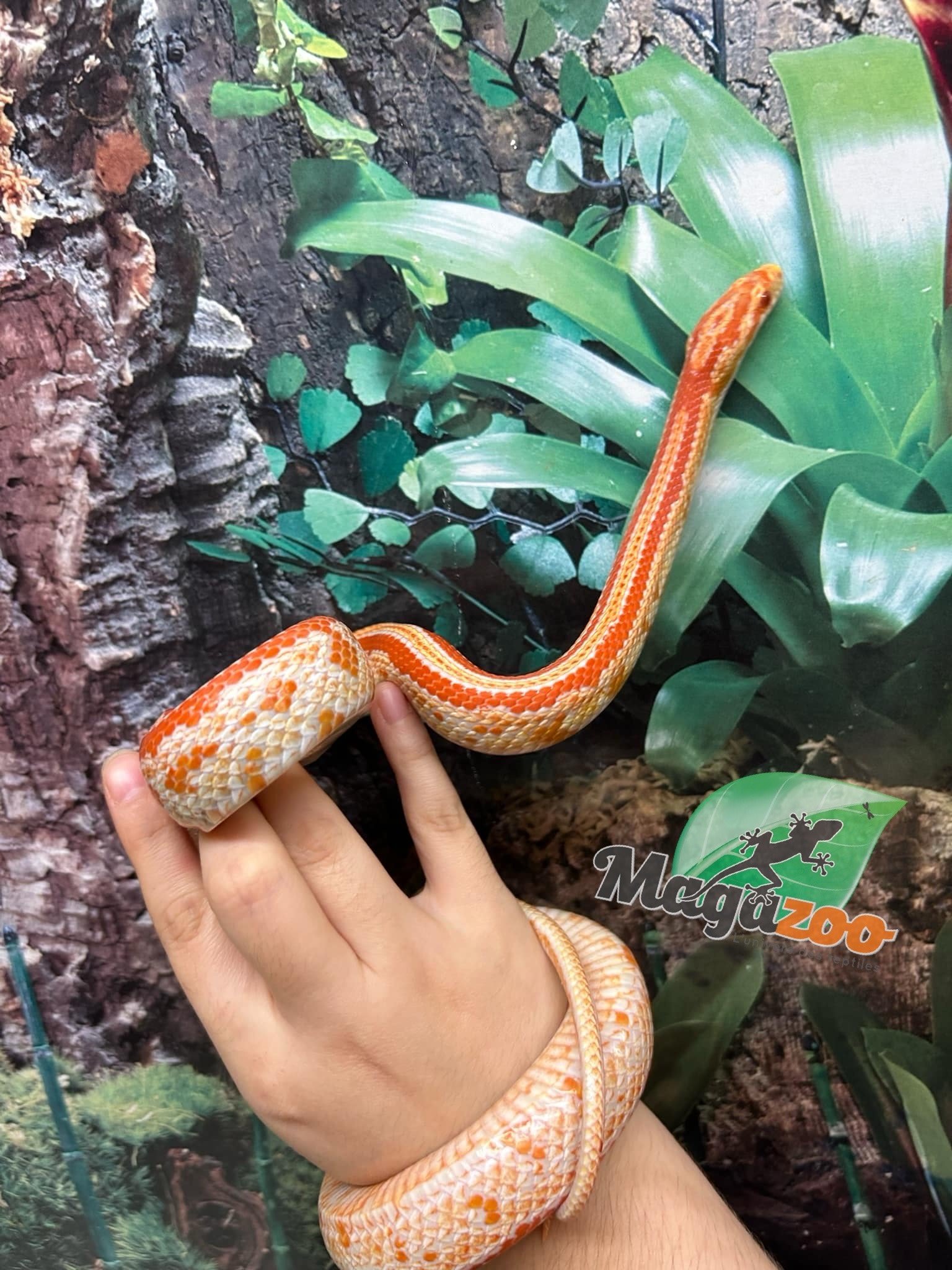 Magazoo Tessera albino Female Corn snake 1.5 years old