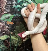 Magazoo Leucistique albino rat snake male