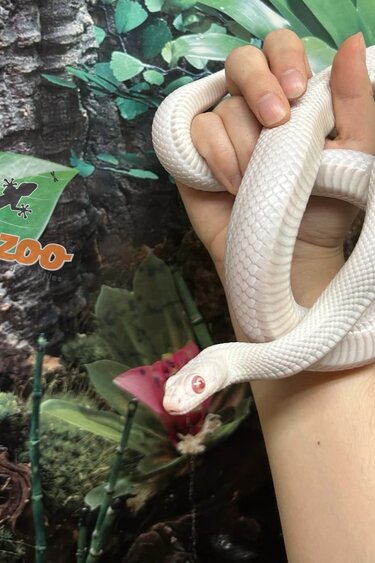 Magazoo Serpent ratier Albino Leucistique Mâle