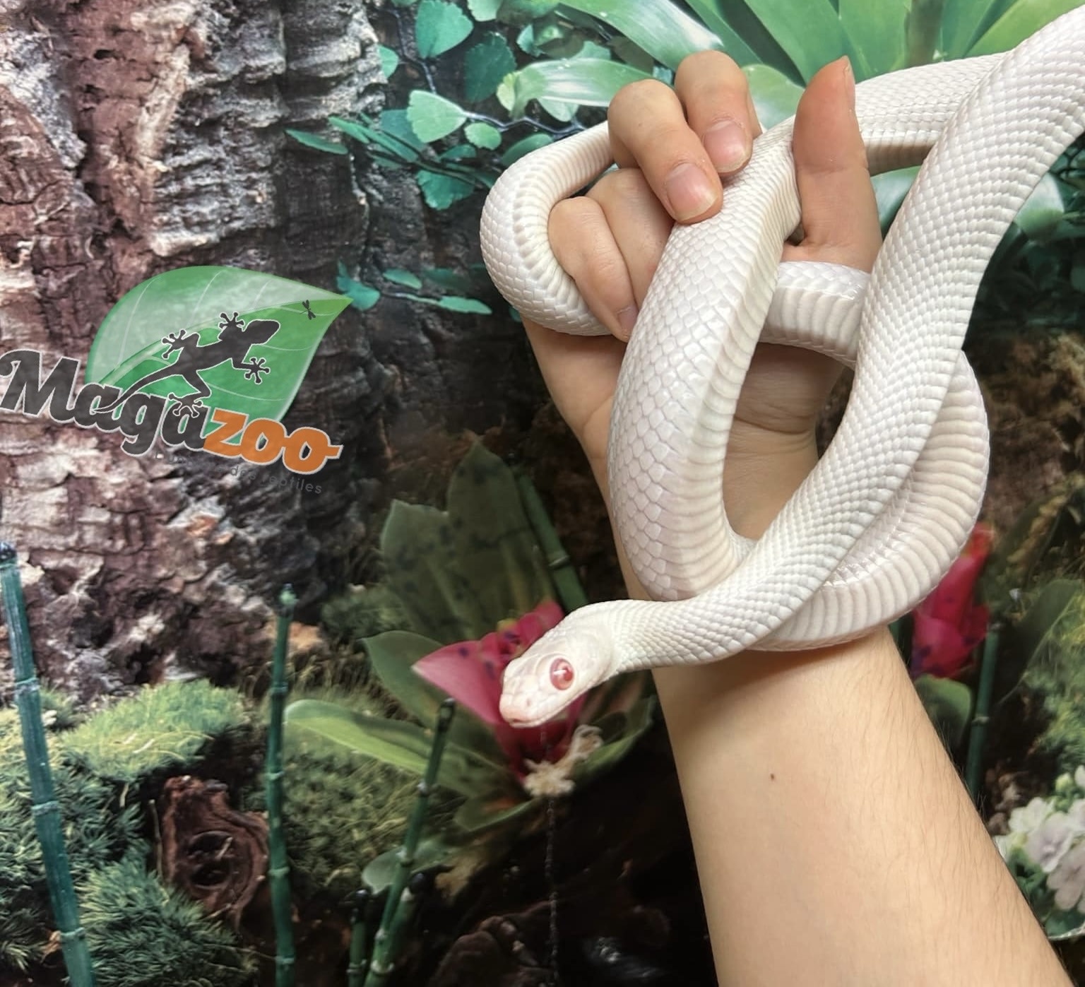 Magazoo Leucistique albino rat snake male