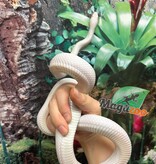 Magazoo Serpent ratier Albino Leucistique Mâle
