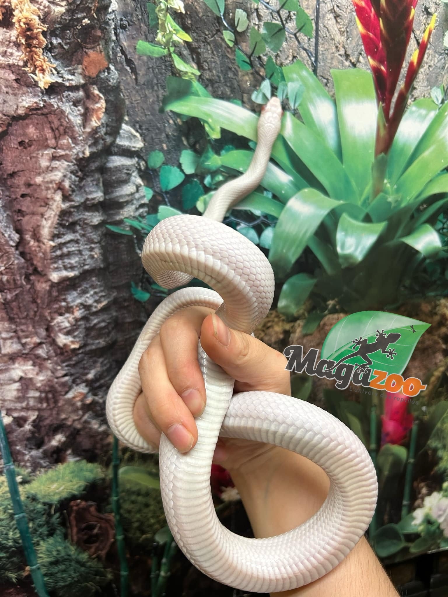 Magazoo Serpent ratier Albino Leucistique Mâle