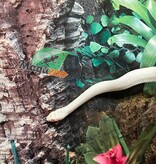 Magazoo Serpent ratier Albino Leucistique Mâle