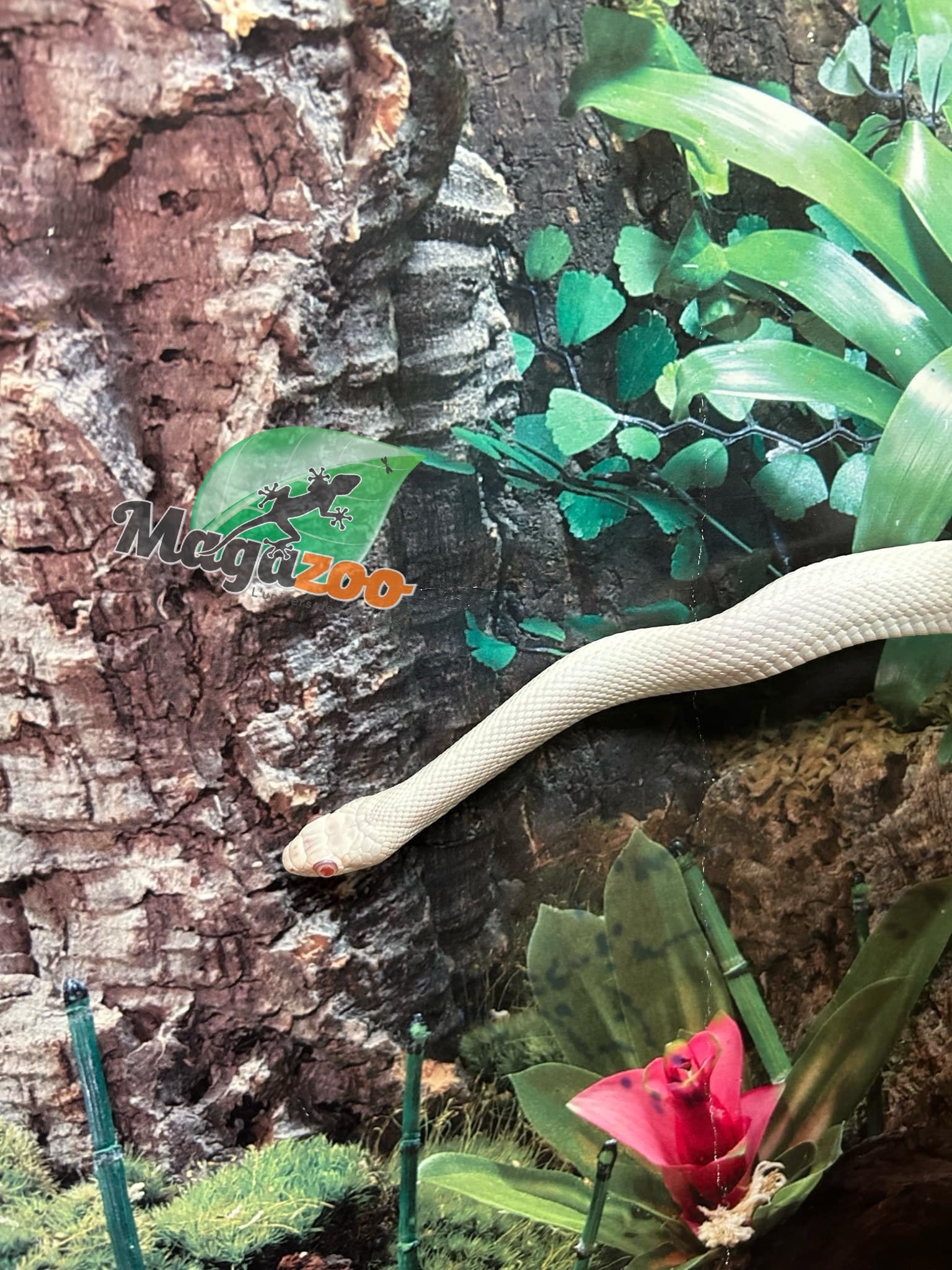 Magazoo Leucistique albino rat snake male