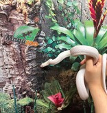 Magazoo Leucistique albino rat snake male