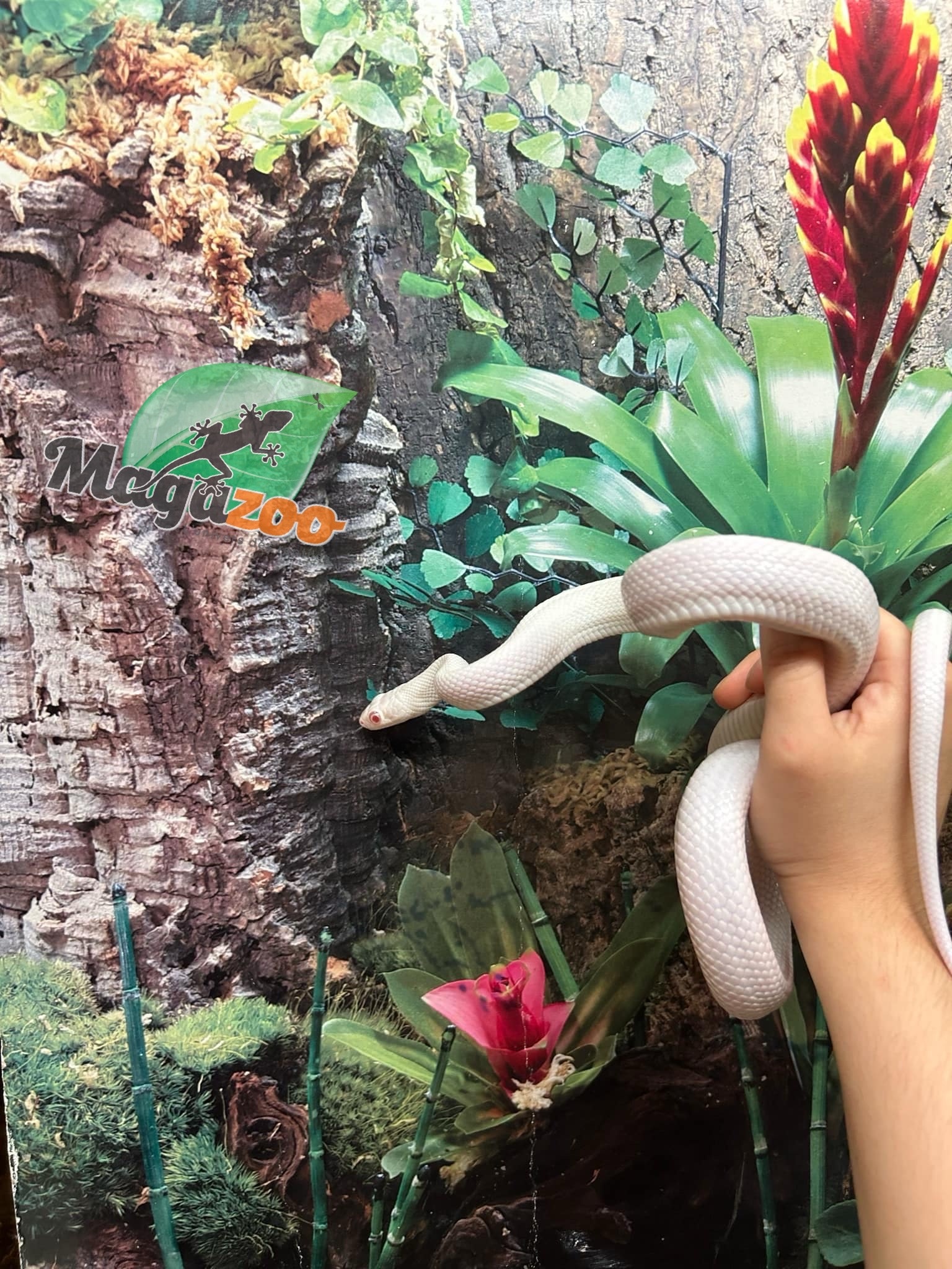 Magazoo Serpent ratier Albino Leucistique Mâle