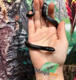 Magazoo Female Mexican black king snake #2 06/21/24