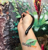 Magazoo Female Mexican black king snake #2 06/21/24