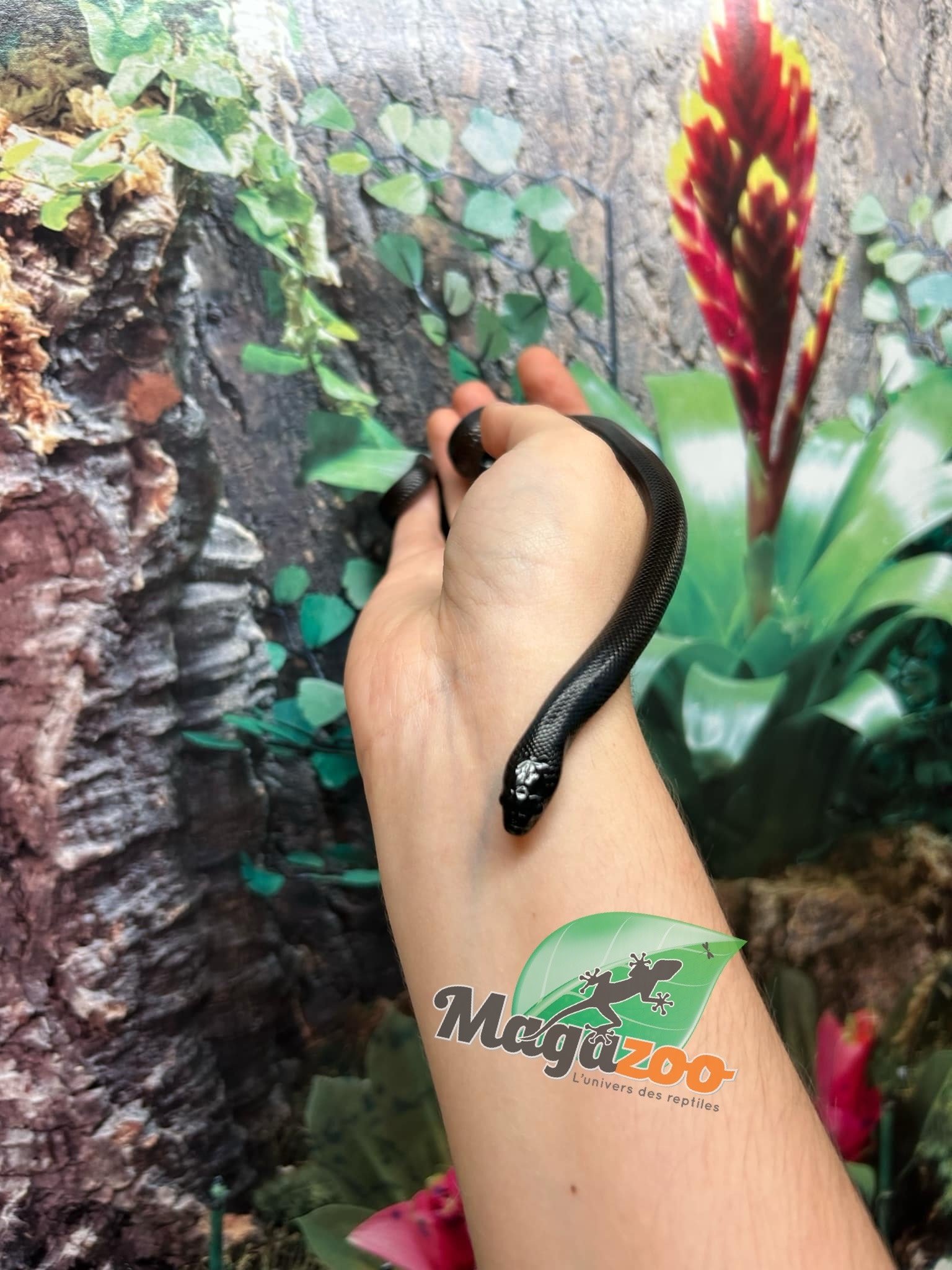 Magazoo Female Mexican black king snake #2 06/21/24