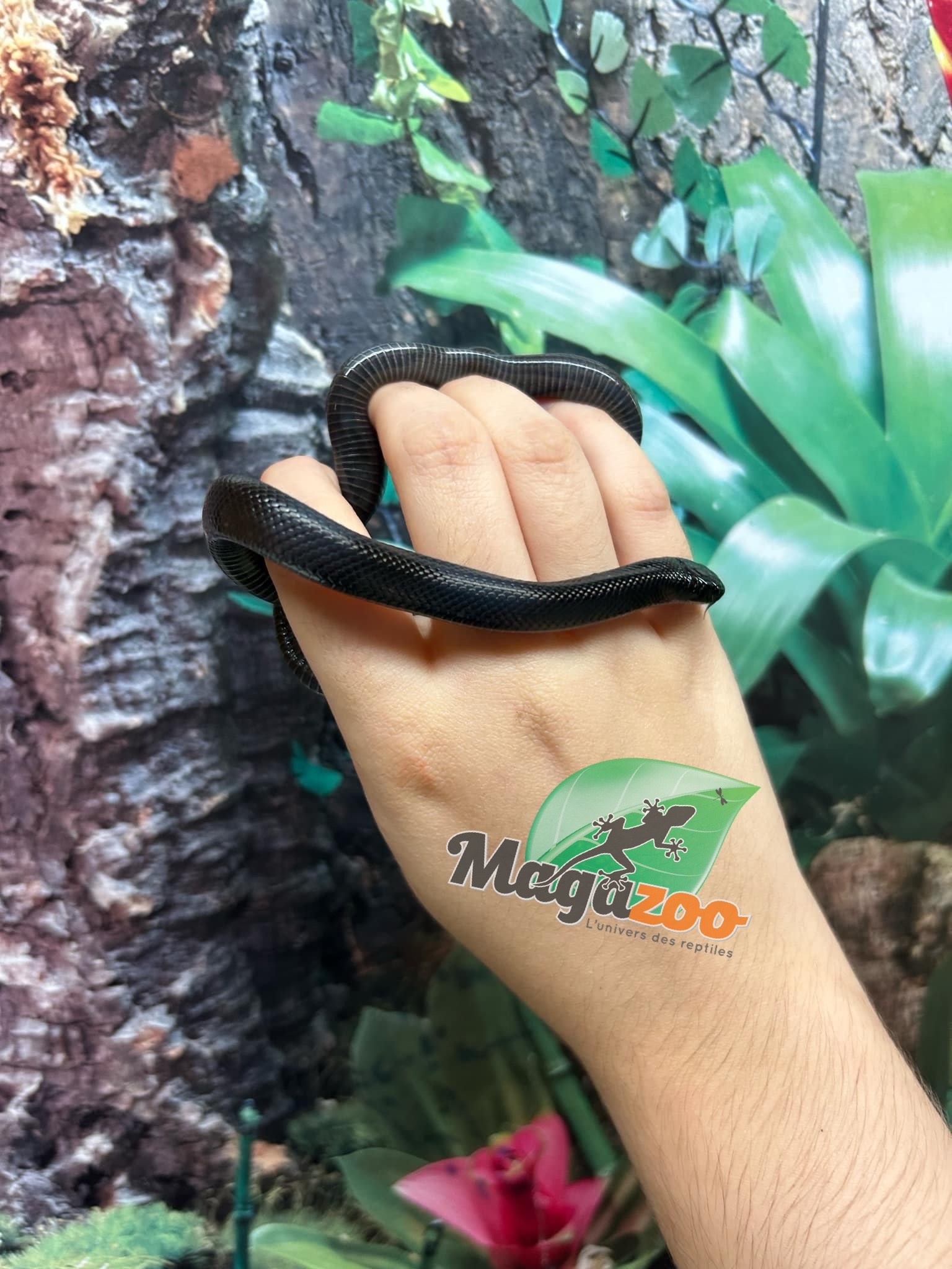 Magazoo Female Mexican black king snake #2 06/21/24