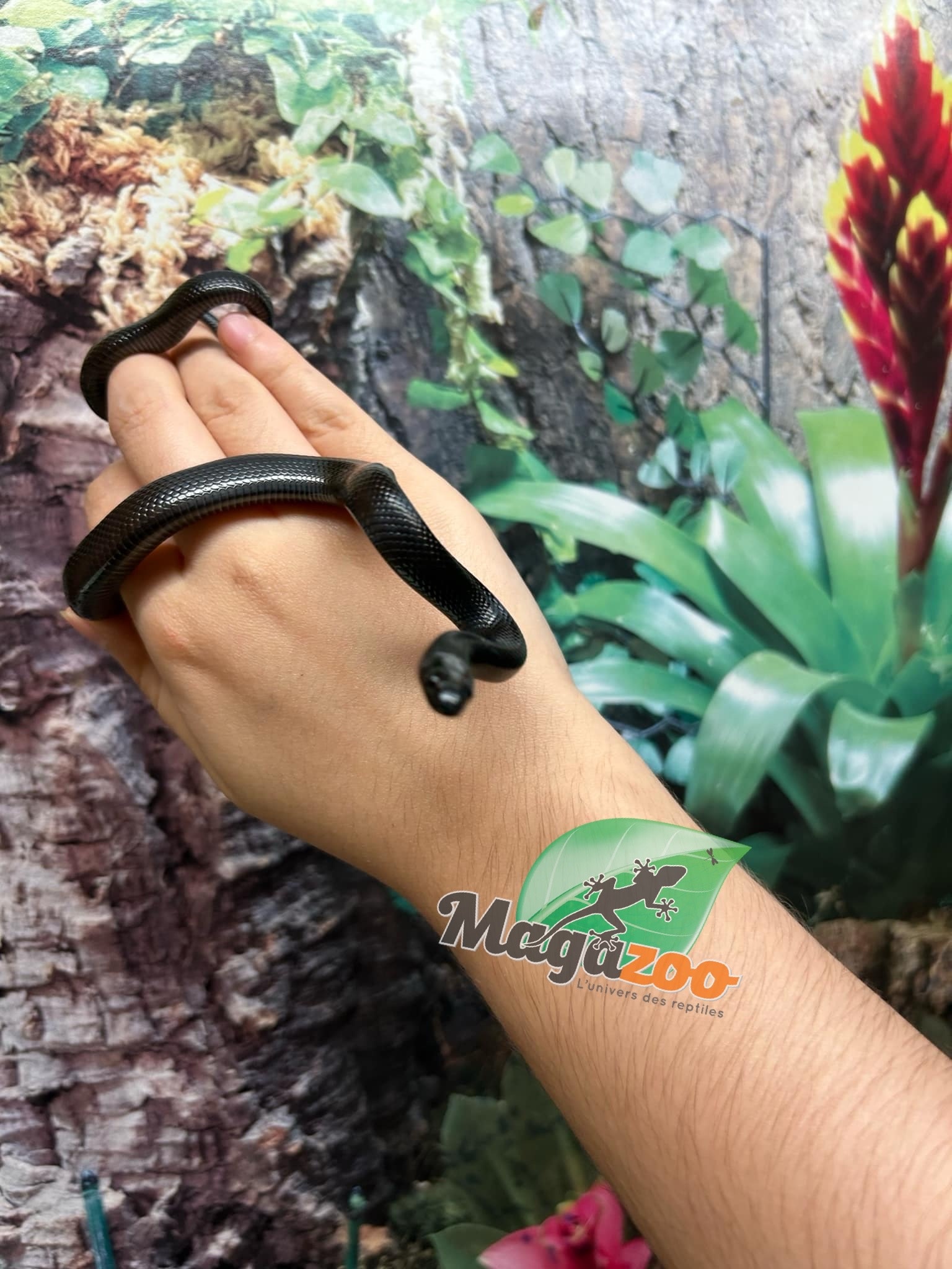 Magazoo Female Mexican black king snake #2 06/21/24