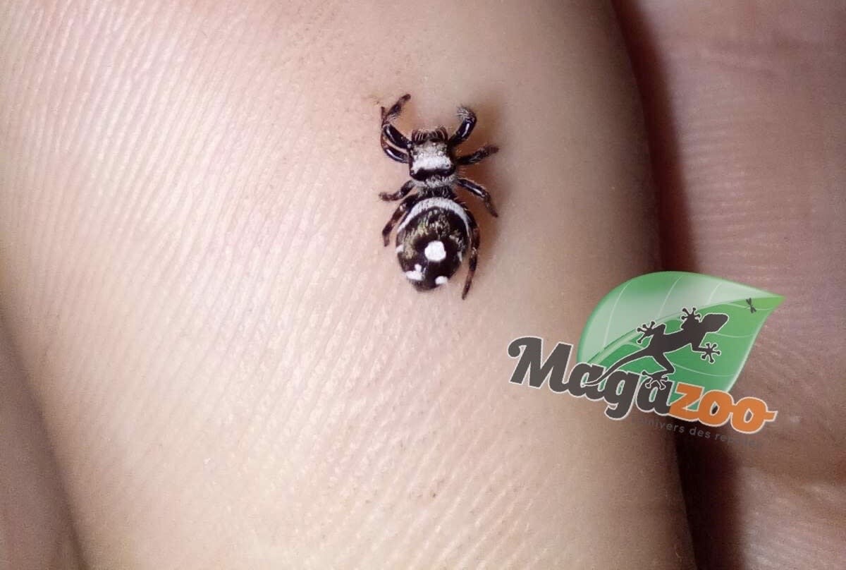 Magazoo Male Jumping spider / Phiddipus regius