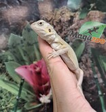 Magazoo Witblits Hypo Leatherback Female Baby Bearded Dragon #4