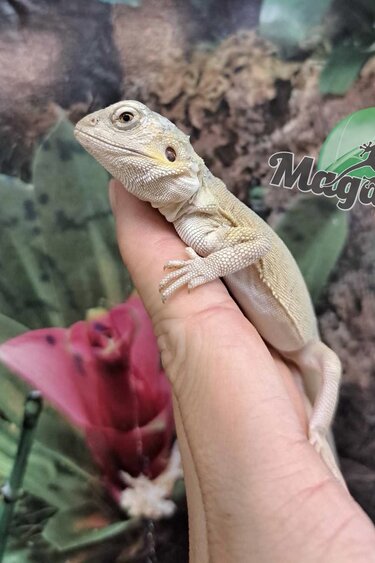 Magazoo Witblits Hypo Leatherback Female Baby Bearded Dragon #4