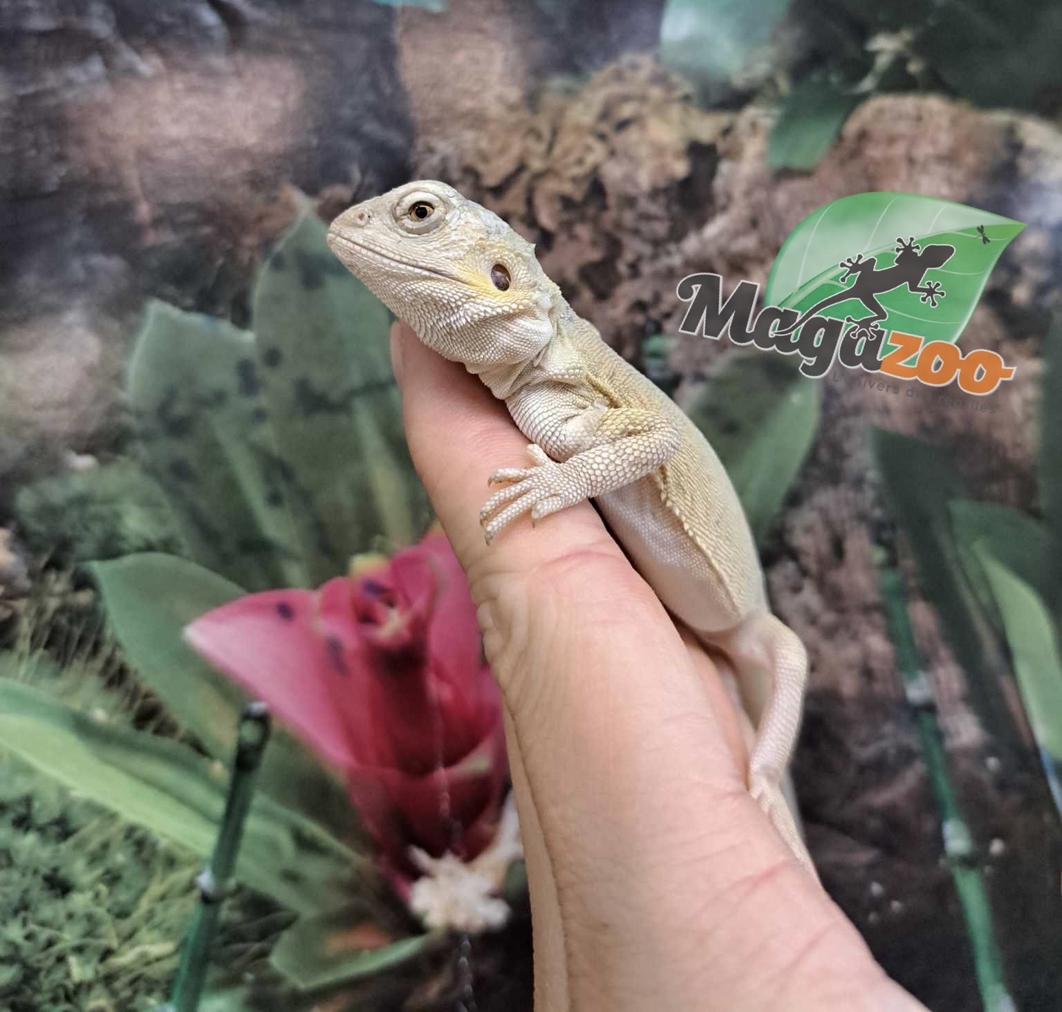 Magazoo Witblits Hypo Leatherback Female Baby Bearded Dragon #4