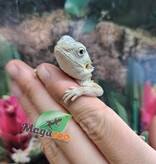 Magazoo Witblits Hypo Leatherback Female Baby Bearded Dragon #4