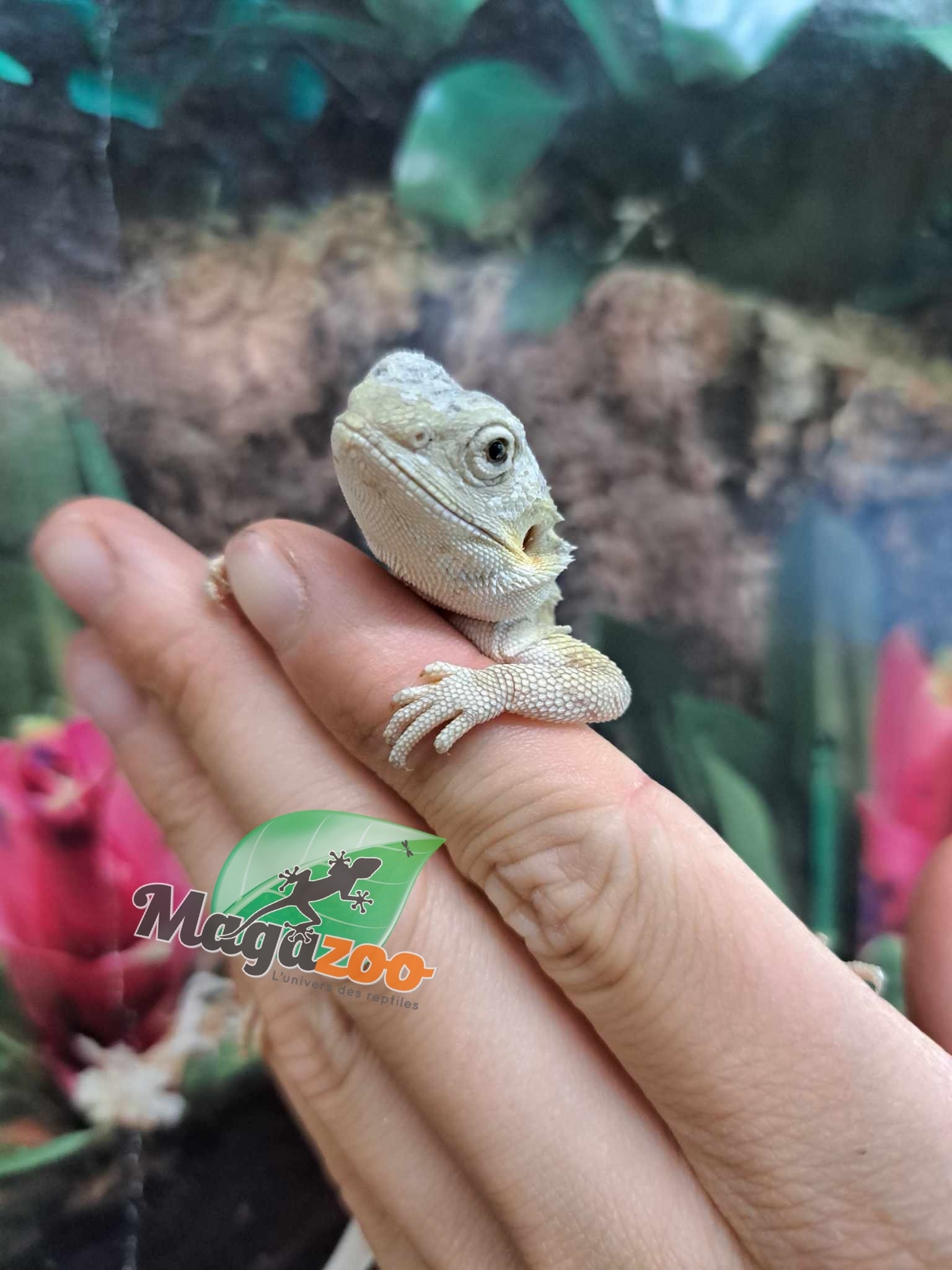 Magazoo Witblits Hypo Leatherback Female Baby Bearded Dragon #4