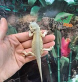 Magazoo Witblits Hypo Leatherback Female Baby Bearded Dragon #4