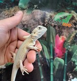 Magazoo Witblits Hypo Leatherback Female Baby Bearded Dragon #4