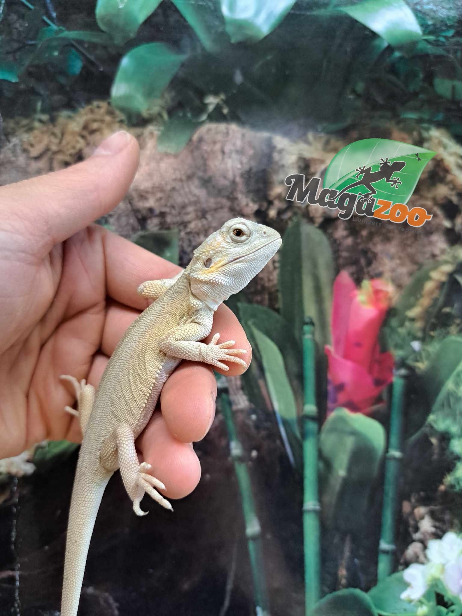 Magazoo Witblits Hypo Leatherback Female Baby Bearded Dragon #4