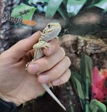 Magazoo Hypo Leatherback Female Baby Bearded Dragon #3 (Nip tail)