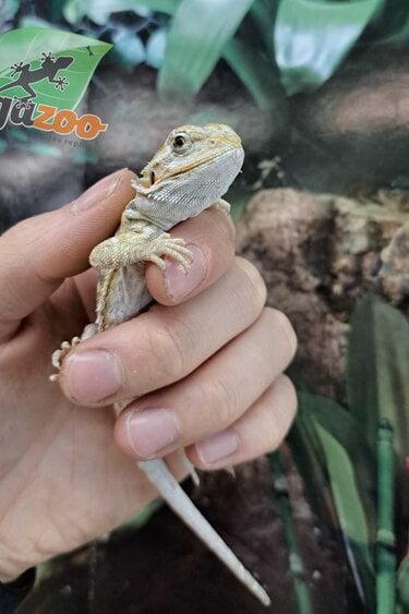 Magazoo Hypo Leatherback Female Baby Bearded Dragon #3 (Nip tail)