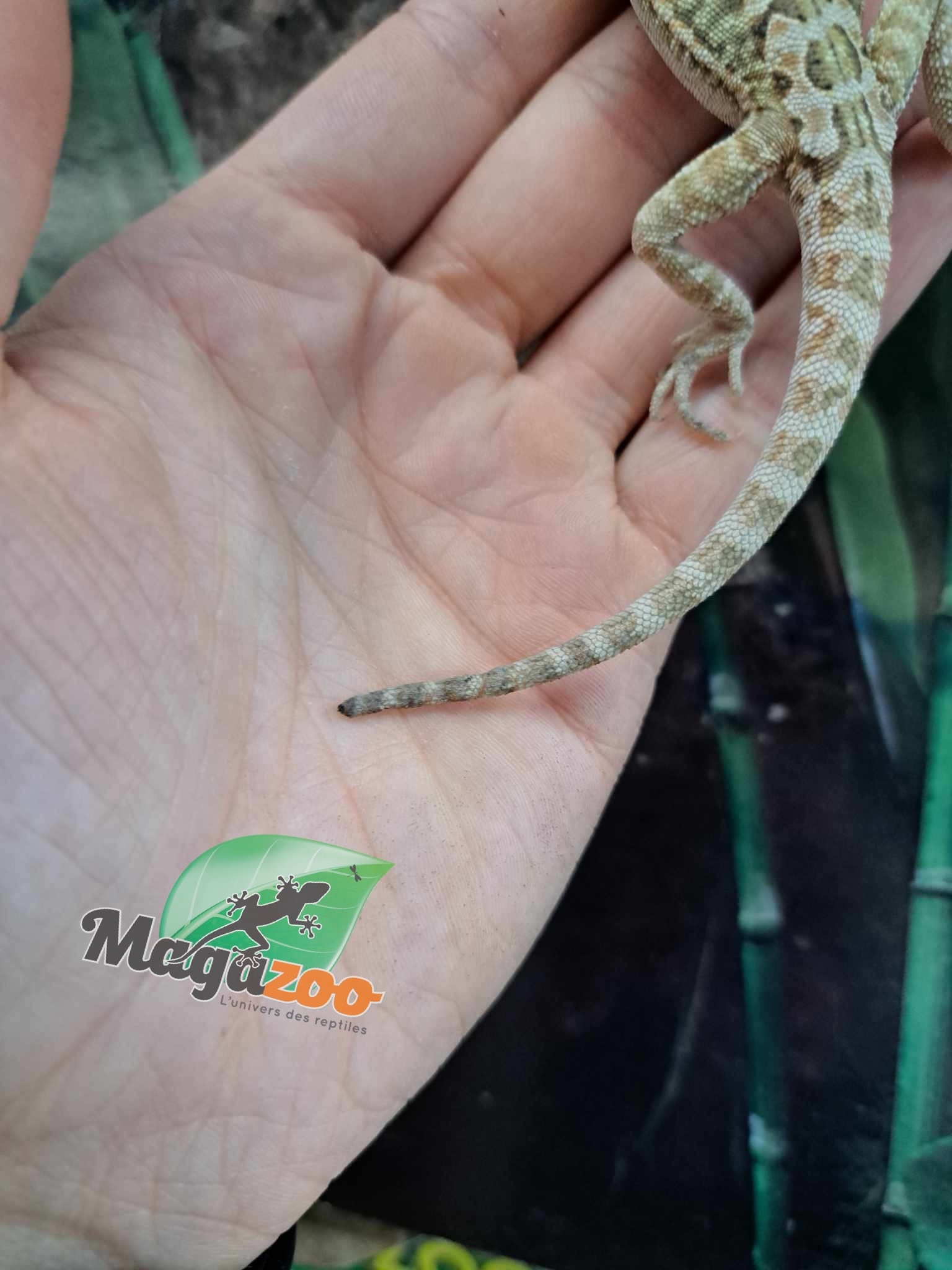 Magazoo Hypo Leatherback Female Baby Bearded Dragon #3 (Nip tail)