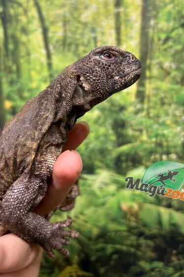 Magazoo Uromastyx Égyptien Juvénile