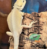 Magazoo Witblits Female Baby Bearded Dragon #5