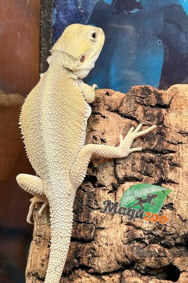 Magazoo Witblits Female Baby Bearded Dragon #5