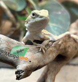 Magazoo Witblits Female Baby Bearded Dragon #5