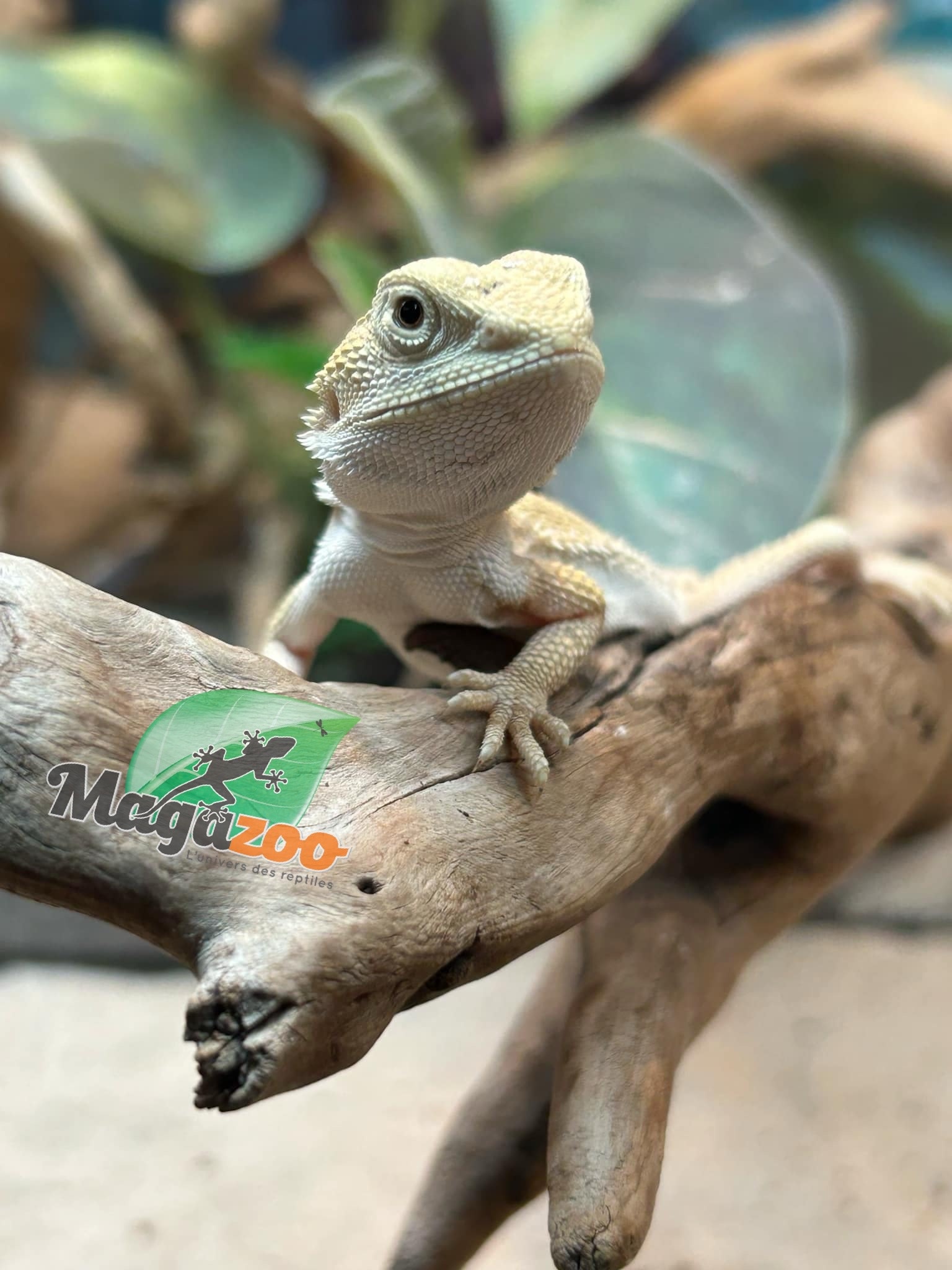 Magazoo Witblits Female Baby Bearded Dragon #5