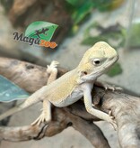 Magazoo Witblits Female Baby Bearded Dragon #5