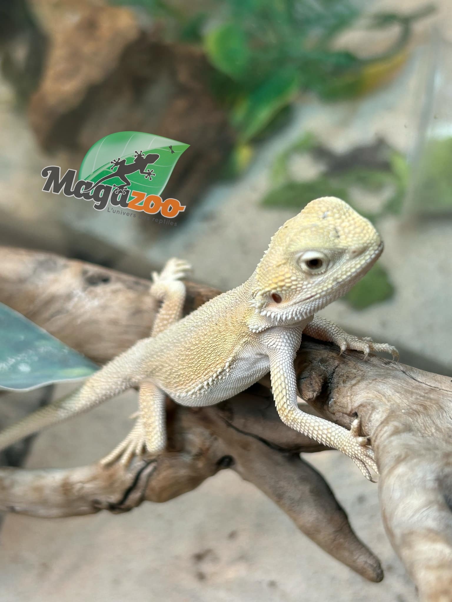 Magazoo Witblits Female Baby Bearded Dragon #5