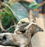 Magazoo Witblits Female Baby Bearded Dragon #5