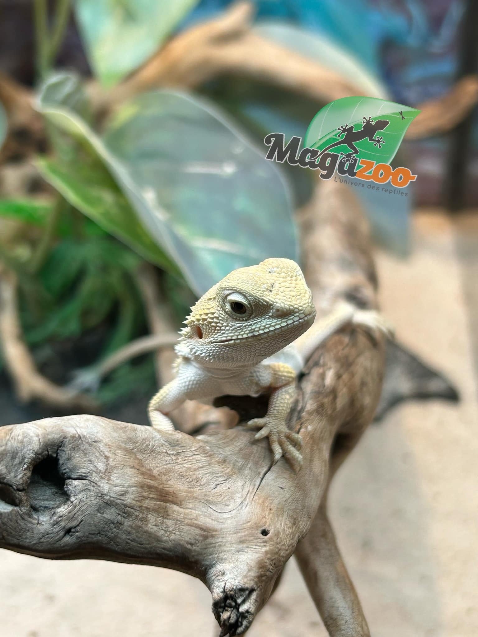 Magazoo Witblits Female Baby Bearded Dragon #5