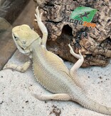 Magazoo Witblits Female Baby Bearded Dragon #5