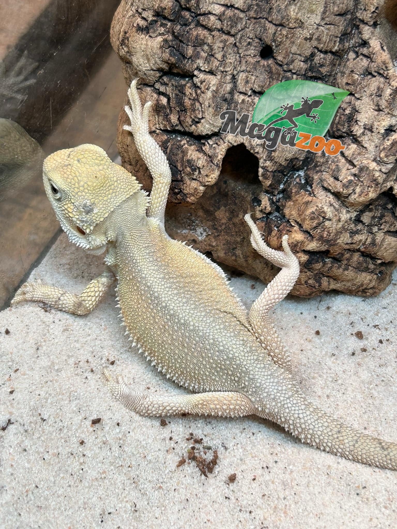 Magazoo Witblits Female Baby Bearded Dragon #5