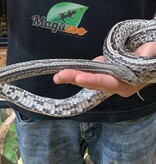 Magazoo Tessera Anery Male Adult Corn Snake