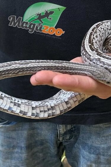 Magazoo Tessera Anery Male Adult Corn Snake