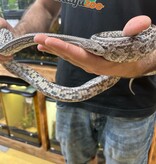 Magazoo Tessera Anery Male Adult Corn Snake