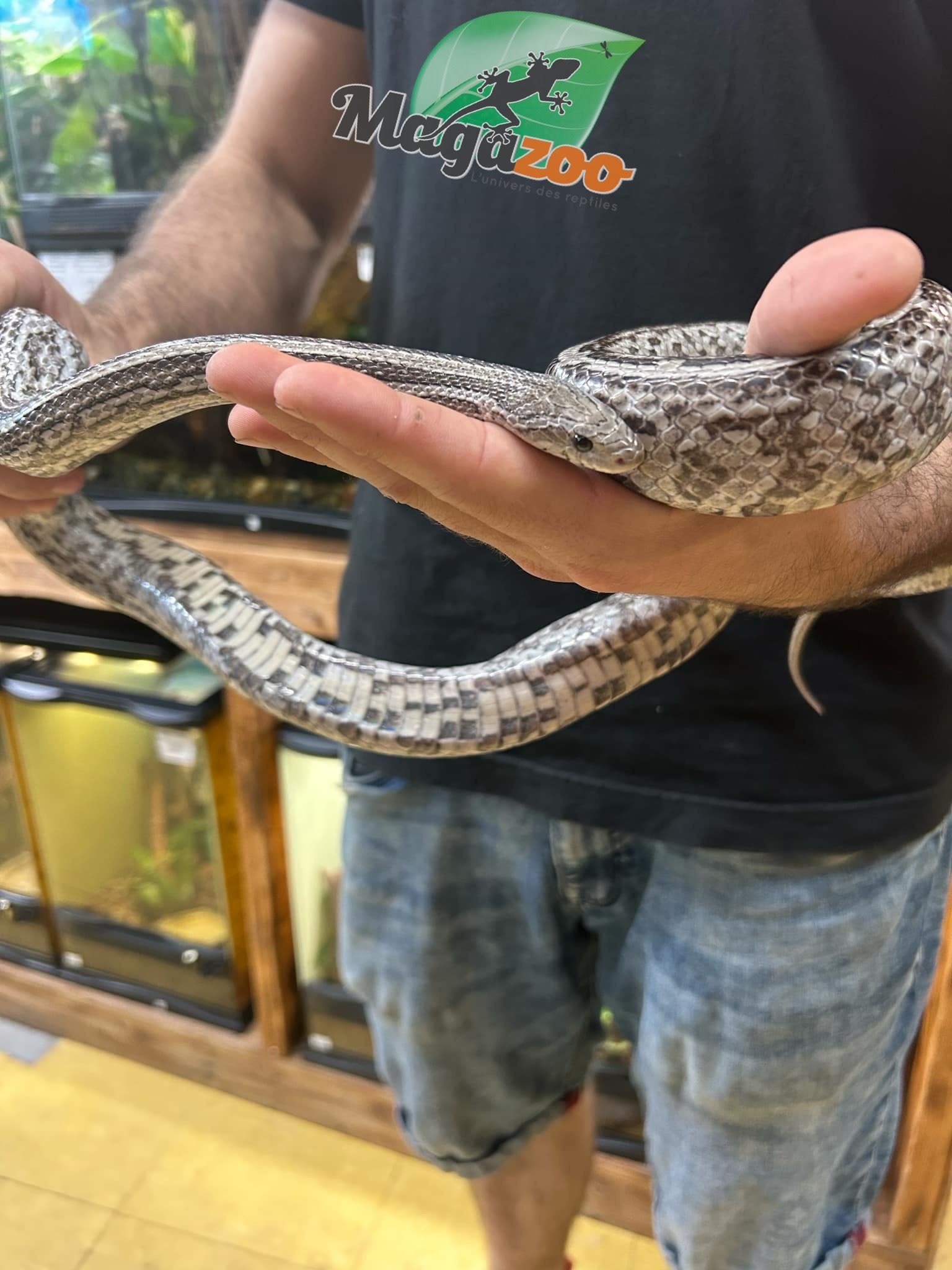 Magazoo Tessera Anery Male Adult Corn Snake